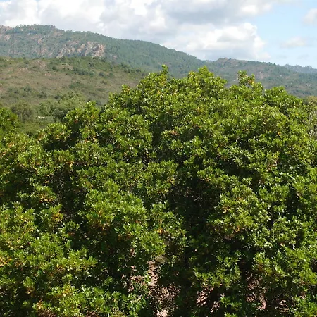 Riviera פורטו-וישיו